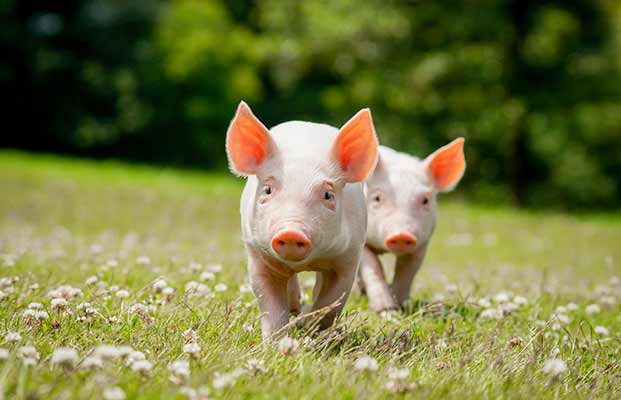 Schweine streifen durch eine Wiese