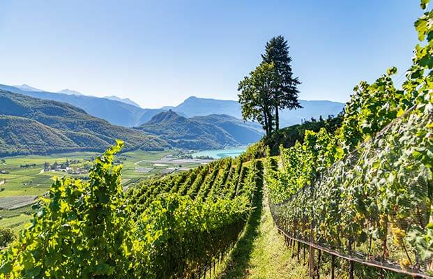 Blick zum Kalterer See