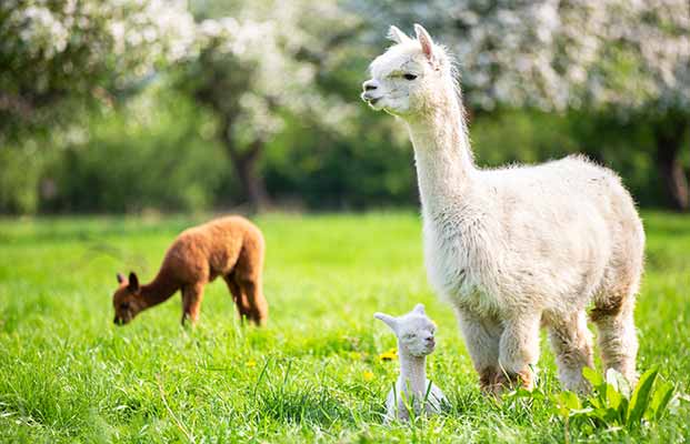 Lamas chillen auf einer Wiese