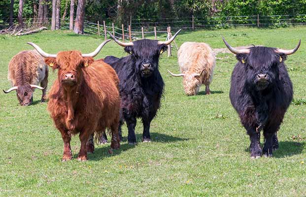 Hochlandrinder stehen auf einer Wiese