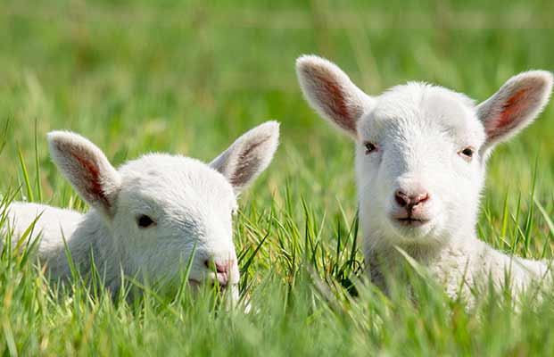 Junge Schafe liegen auf einer Wiese