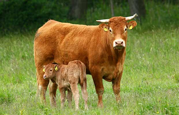 Kuh und Kalb stehen auf einer Wiese