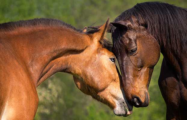 Zwei Pferde stehen auf einer Wiese