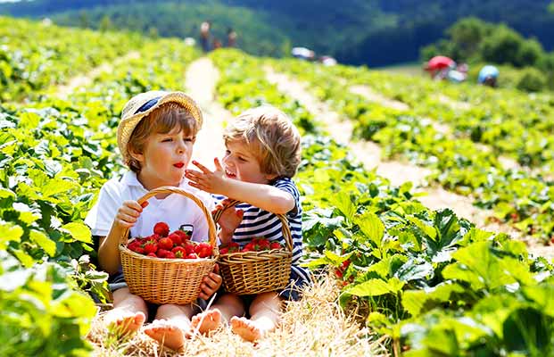 Kinder pflücken Erdbeeren