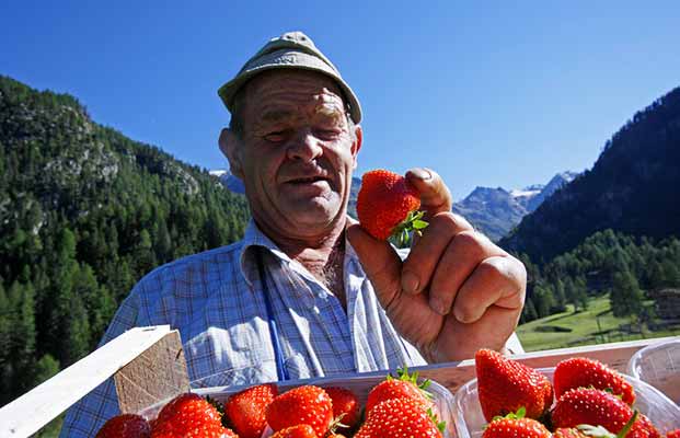 Mann hält einen Korb voller Erdbeeren in der Hand