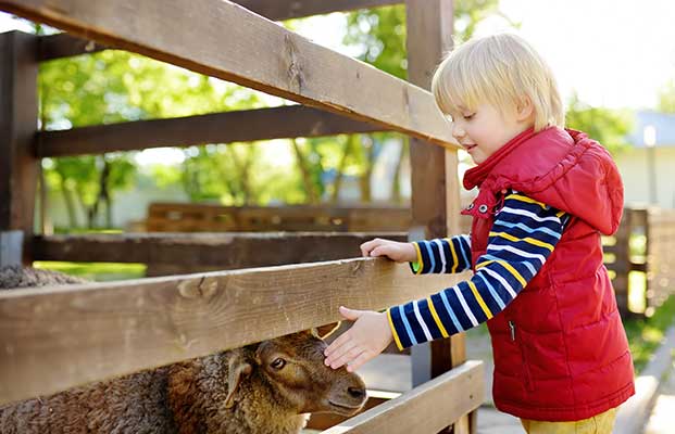 Kind streichelt ein Schaf