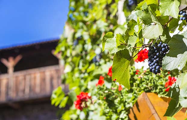 Trauben auf einem Baum