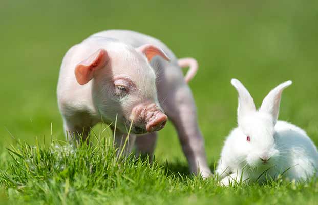 Ferkel und Hase auf einer Wiese