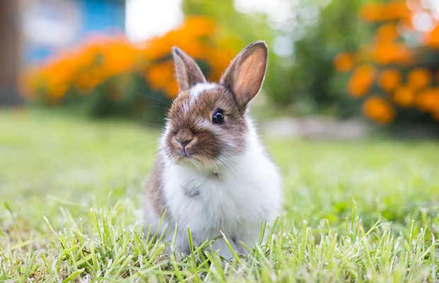 Hase in einem Garten