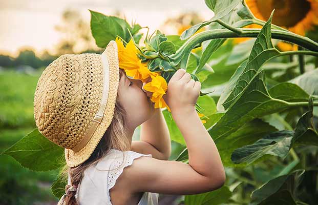 Kind riecht an einer Sonnenblume