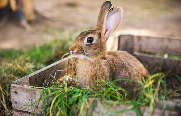 Hase entdeckt seine Umgebung