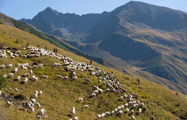 Schafe auf der Alm