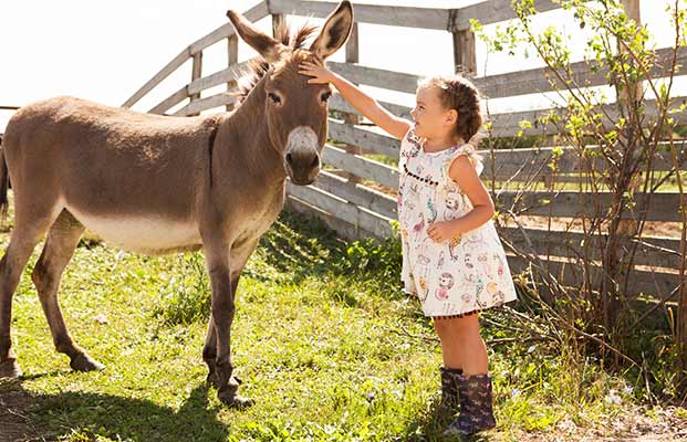 Kind streichelt einen Esel