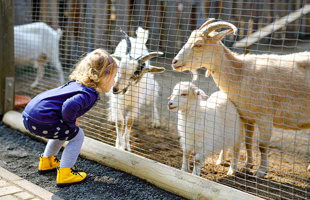 Kind erkundet die Bauernhoftiere