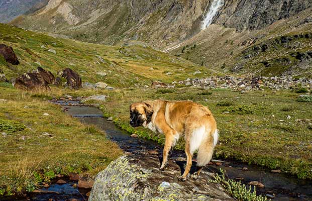 Hund in den Bergen