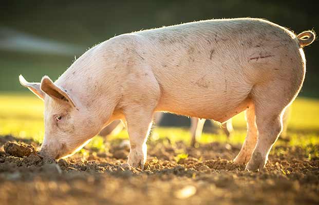 Ferkel auf Nahrungssuche