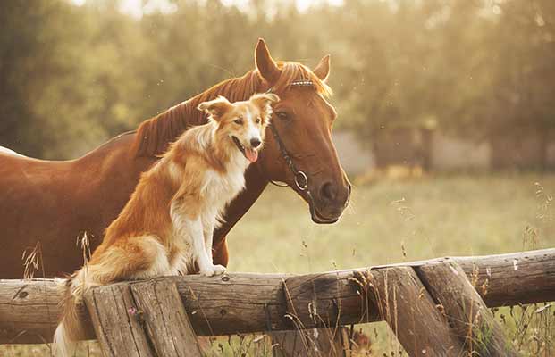 Hund und Pferd genießen die Sonne