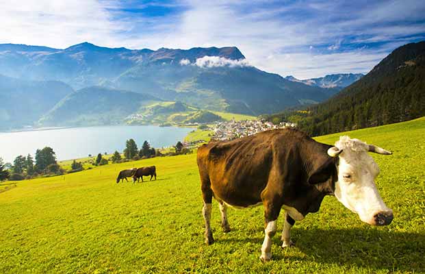 Kühe beim Reschensee