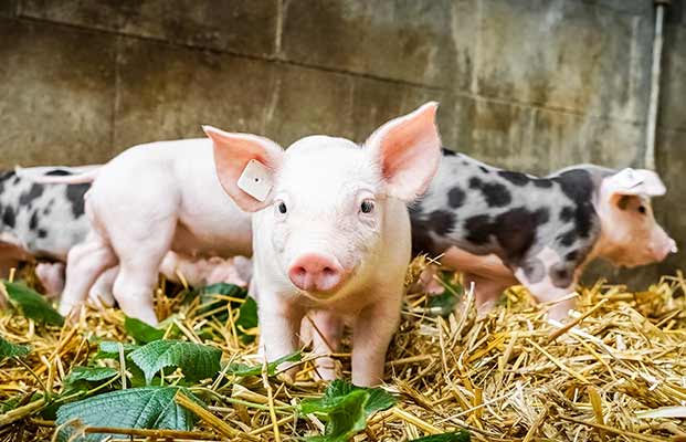 Ferkel lacht in die Kamera