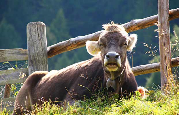 Kuh liegt auf einer Wiese