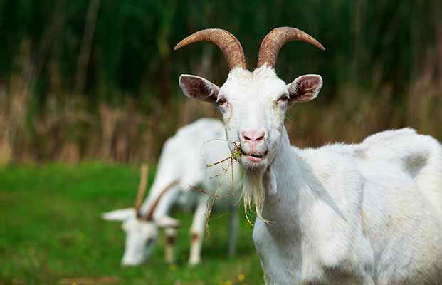 Fressende Ziege auf einer Wiese