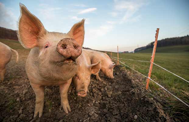 Schwein grinst in die Kamera