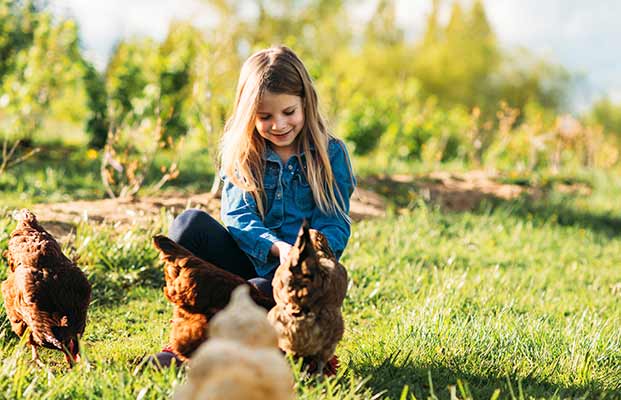 Mädchen fängt Huhn