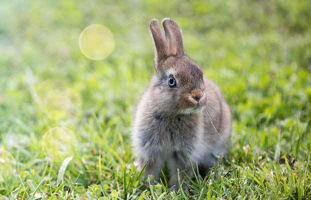 Hase in einem Garten