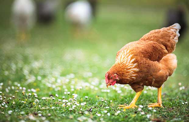Huhn auf Nahrungssuche