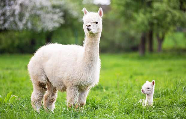 Alpaca auf einer Wiese