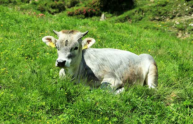 Kuh auf einer Wiese