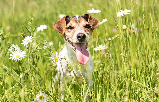 Hund in einer Blumenwiese