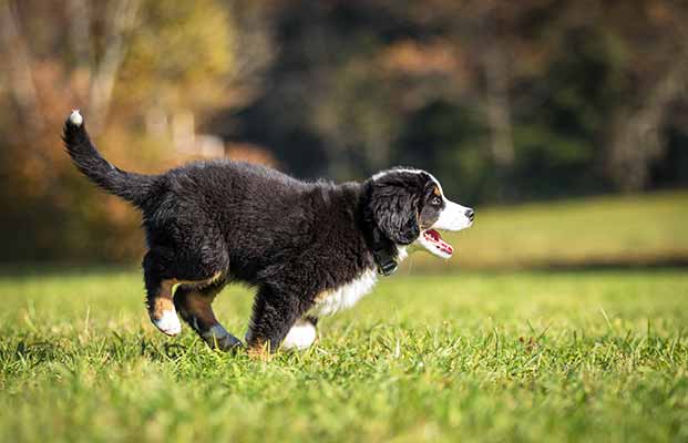 Hund läuft über eine Wiese