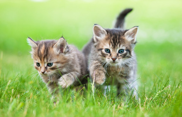 Erkundungstour von zwei jungen Katzen