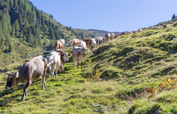 Kühe auf der Alm