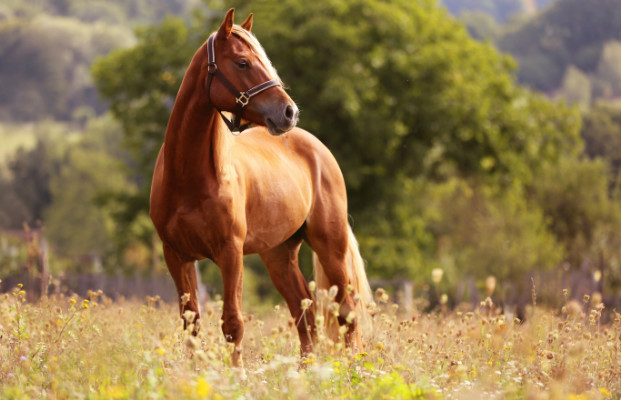 Pferd auf einer Wiese