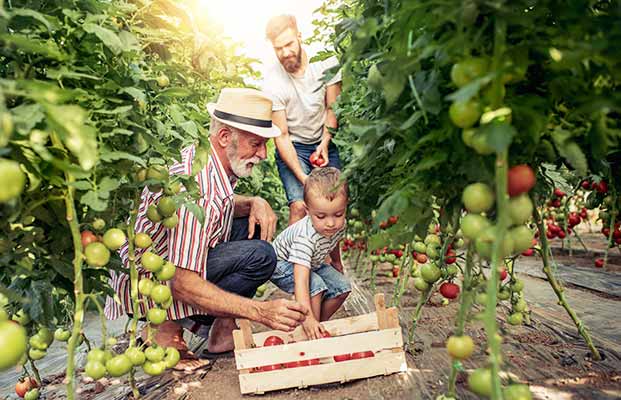 Kind mit Vater und Opa erntet Tomaten