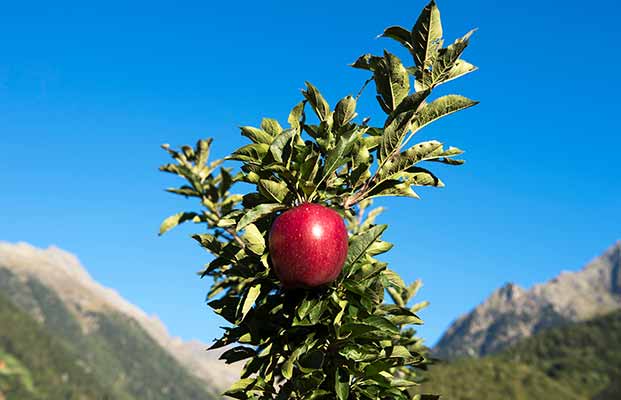Südtiroler Obstbaumuseum