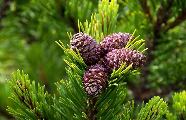 Lärche, Latsche und Zirbe