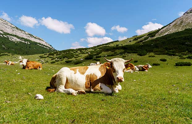 Kühe in Südtirol