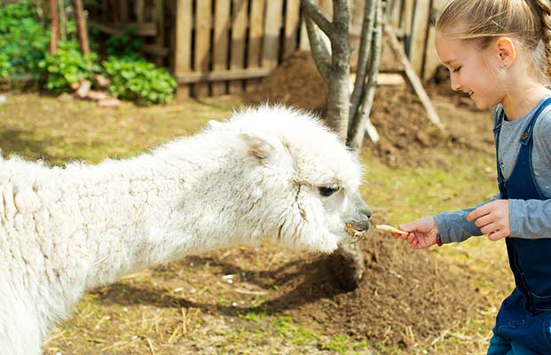 Tiere füttern