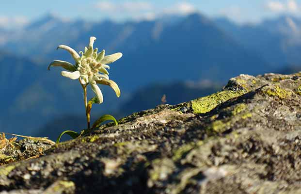 Bauernregeln & Sprichwörter