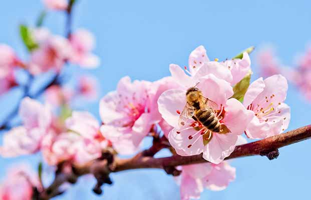 Blütenfesttage in Lana