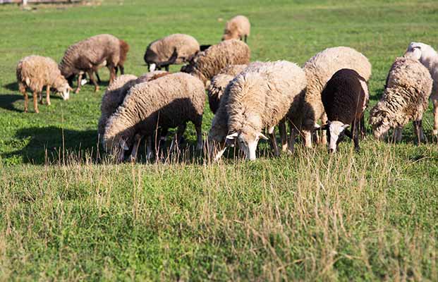 Schafabtrieb im Schnalstal