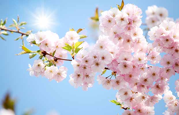 Apfelblüte im Etschtal